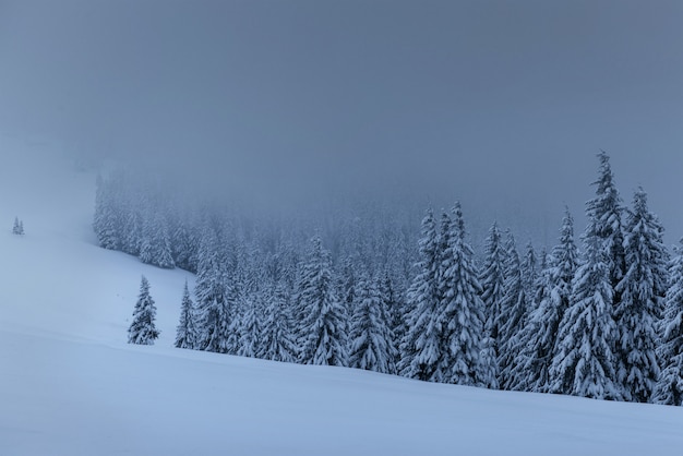 無料写真 雄大な冬の風景、松の木が雪に覆われた木々。黒い雲が低く、嵐の前に穏やかなドラマチックなシーン