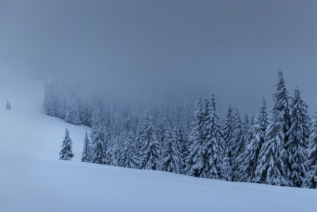 Majestic winter landscape, pine forest with trees covered with snow. A dramatic scene with low black clouds, a calm before the storm