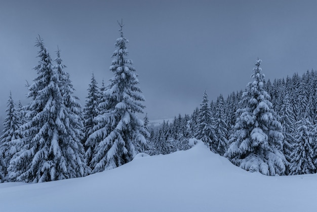 雄大な冬の風景、松の木が雪に覆われた木々。黒い雲が低く、嵐の前に穏やかなドラマチックなシーン