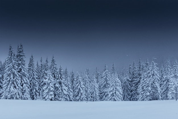 Majestic winter landscape, pine forest with trees covered with snow.