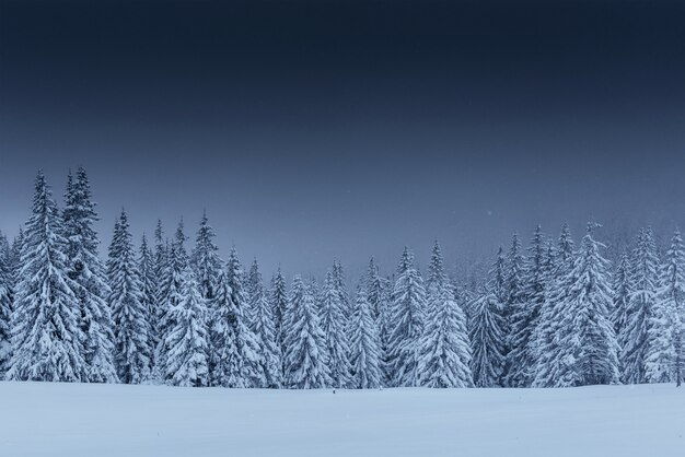 Majestic winter landscape, pine forest with trees covered with snow.