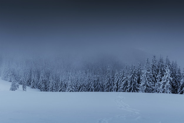 雄大な冬の風景、松の木が雪に覆われた木々。