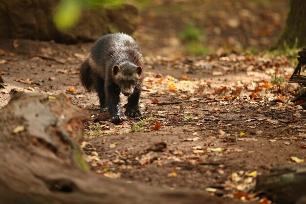 カラフルな背景の前に立つ雄大なクズリ