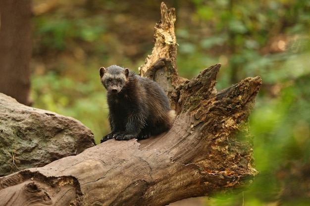 Majestic wolverine in front of the colourful background