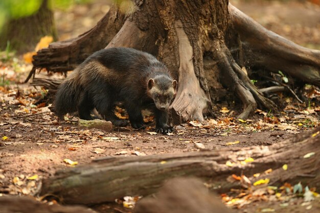 Majestic wolverine in front of the colourful background