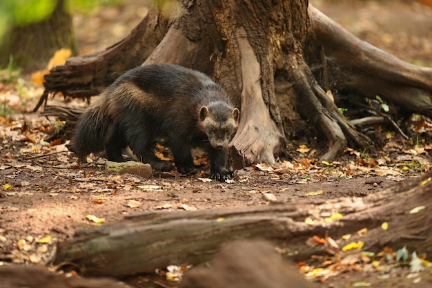 カラフルな背景の前に立つ雄大なクズリ