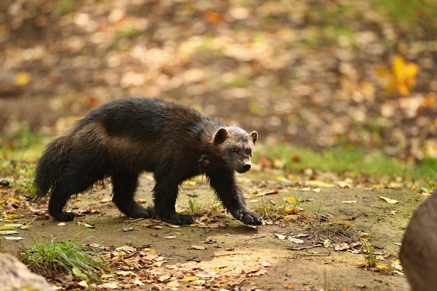 カラフルな背景の前に立つ雄大なクズリ