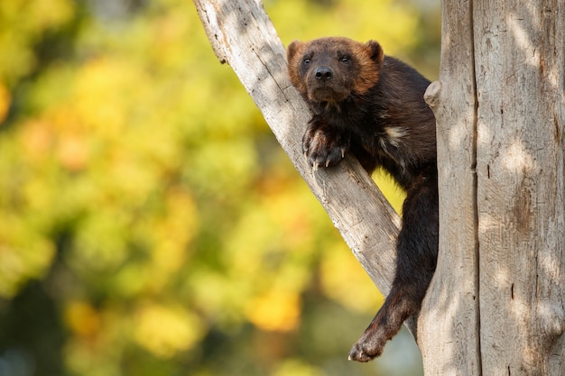 Majestic wolverine hang on a tree in front of the colorful nature