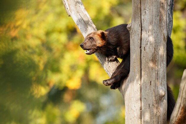 Majestic wolverine hang on a tree in front of the colorful nature