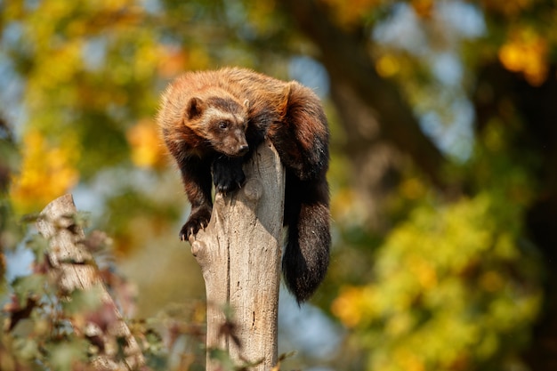 Free photo majestic wolverine hang on a tree in front of the colorful nature