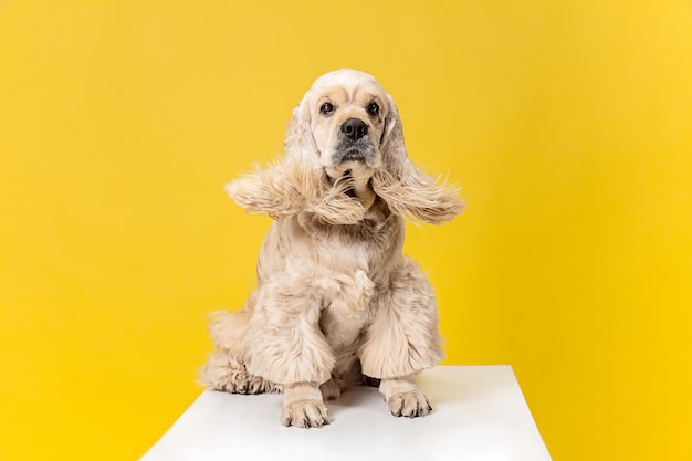 ヘアスタイルを作る。アメリカのスパニエルの子犬。かわいい手入れの行き届いたふわふわの犬やペットは、黄色の背景に孤立して座っています。スタジオ写真撮影。テキストまたは画像を挿入するための負のスペース。