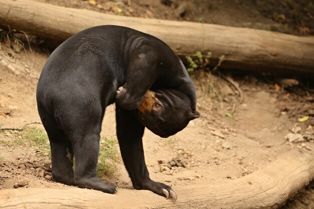 Malayan sun bear walking through the jungle 