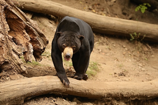 Malayan sun bear walking through the jungle 