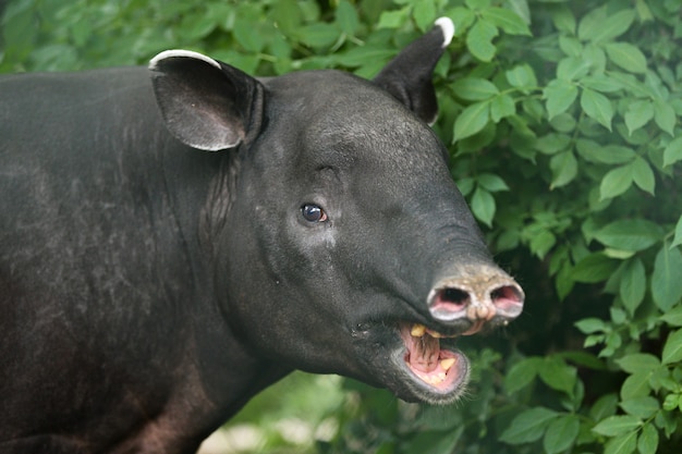 Malayan tapir with baby in the nature habitat