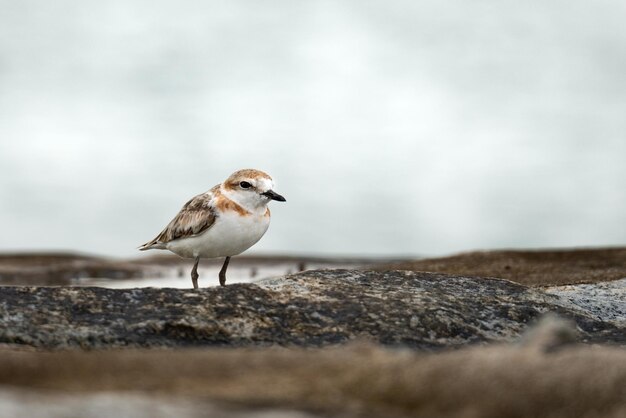 Malaysian plover bird on a blurred background