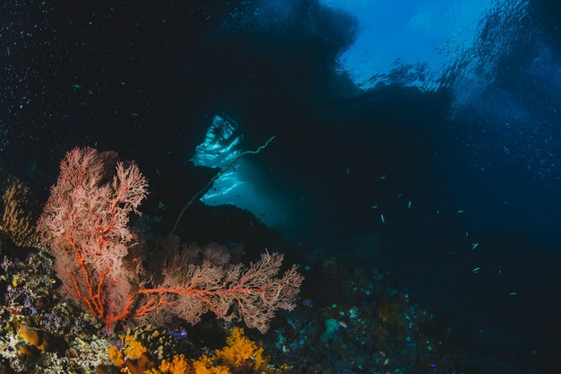 Мальдивский морской пейзаж с кораллами