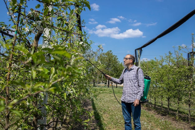 Male agronomist treating apple trees with pesticides in orchard