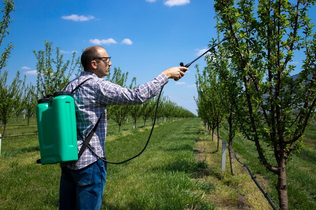 Male agronomist treating apple trees with pesticides in orchard