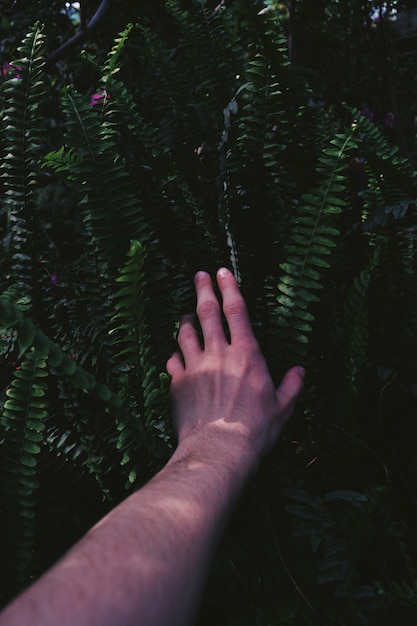 緑の熱帯のエキゾチックな植物に触れる茂みに伸びた男性の腕