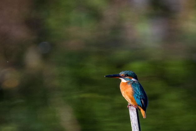 Male common Kingfisher perching on a tree branch