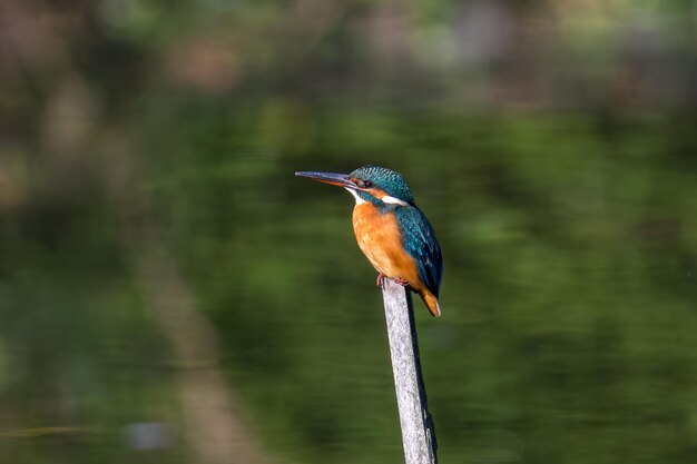 Male common Kingfisher perching on a tree branch