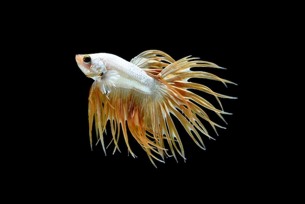 Free photo male crown tail betta splendens or siamese fighting fish