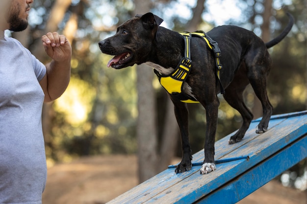 Foto gratuita addestratore di cani maschio all'aperto con il cane durante la sessione