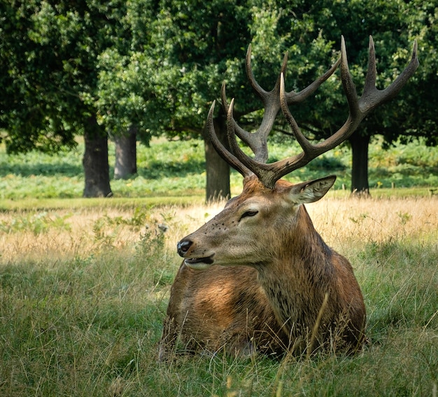 Male elk surrounded by grass during daytime