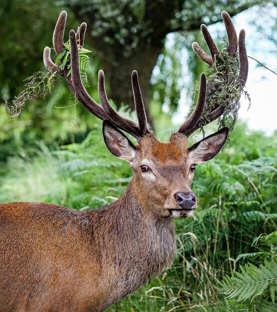 Male elk surrounded by grass and trees