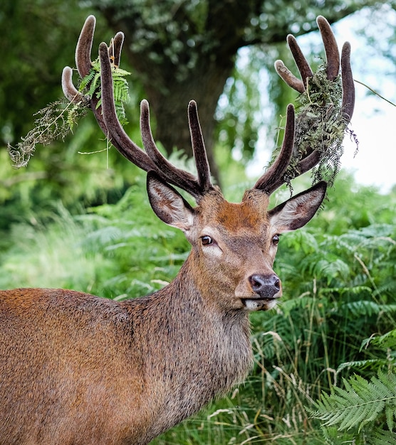 Male elk surrounded by grass and trees