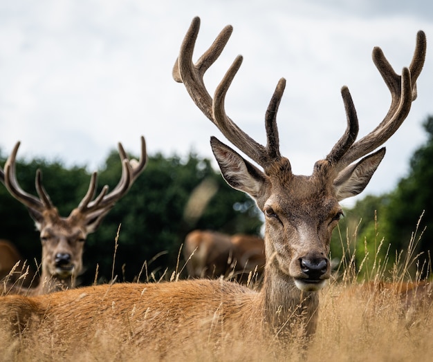 Male elk surrounded by others in a field