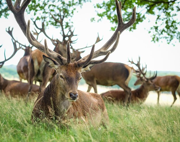 Male elk surrounded by others in a field