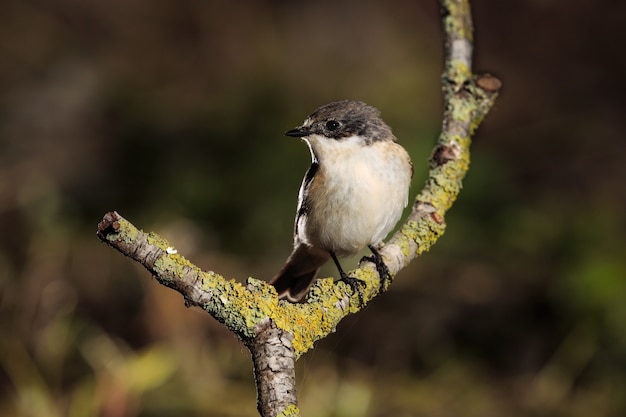 Male European pied flycatcher Ficedula hypoleuca, Malta, Mediterranean