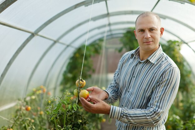 남성 농부 보이는 토마토 식물