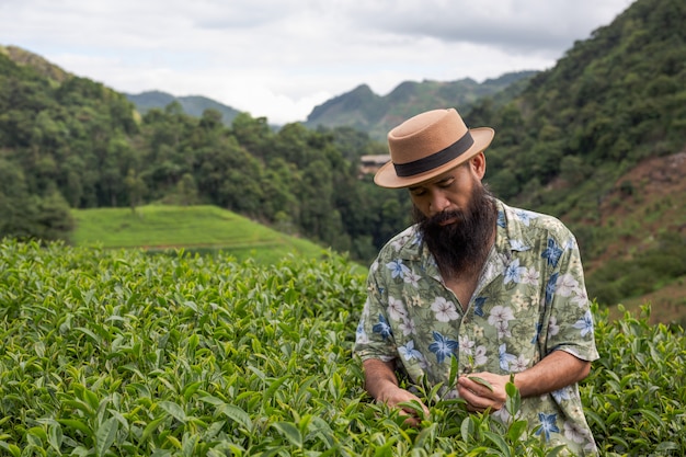 A male farmer with a beard check the tea on the farm.
