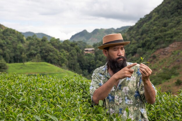 A male farmer with a beard check the tea on the farm.