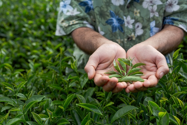 ひげを生やした男性農家が農場でお茶をチェックします。