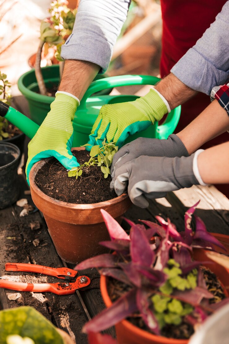 Free Photo male and female gardener's hand wearing gloves planting the seedling