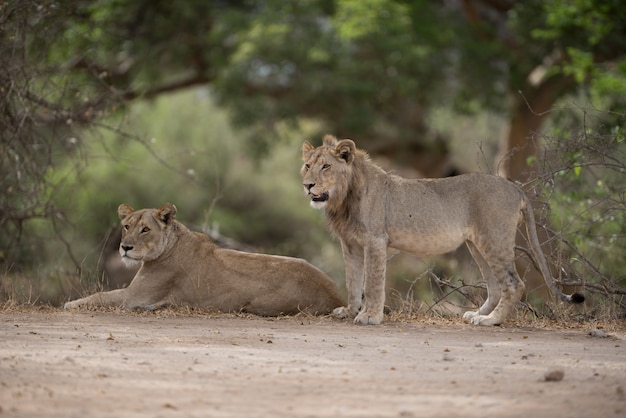 Male and female lion resting on the ground with a blurred background