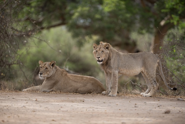 Male and female lion resting on the ground with a blurred background