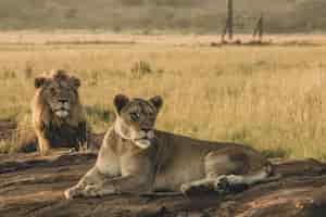 Foto gratuita leoni maschii e femminili che pongono sulla sabbia e che riposano