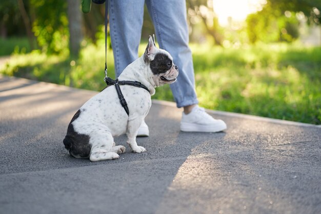 Male french bulldog having rest on road in park