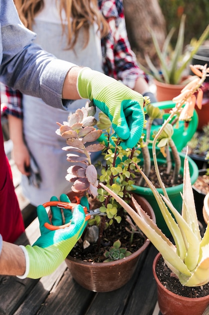 男性の庭師は庭で鋏で鉢植えの植物を切る