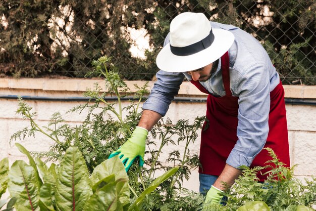 Male gardener wearing hat over his head examining the plants in the garden