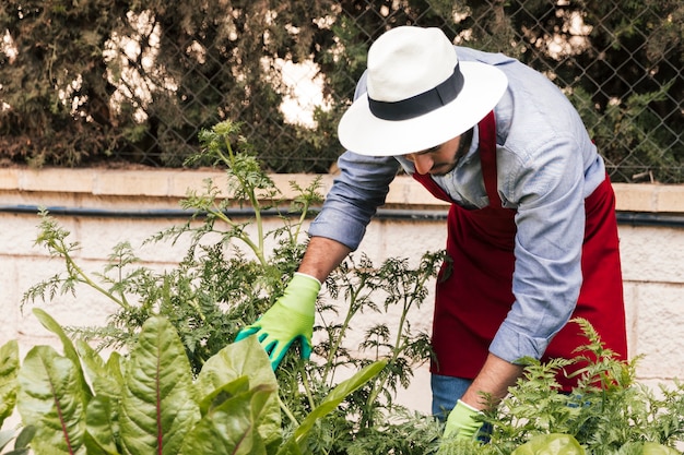 Мужской садовник в шляпе над головой, изучая растения в саду