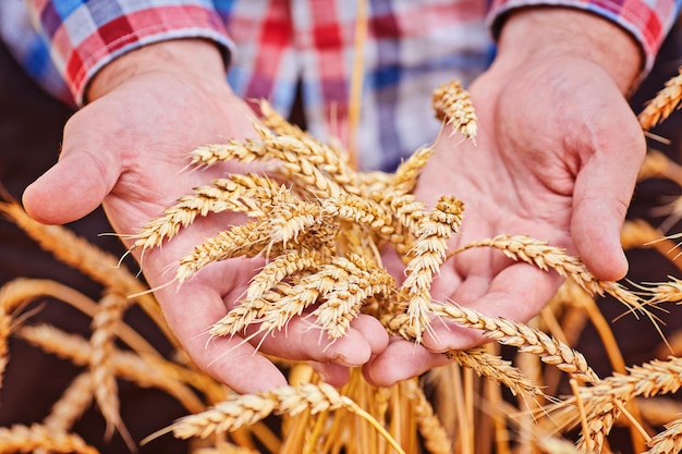 黄金の小麦の耳を持っている男性の手