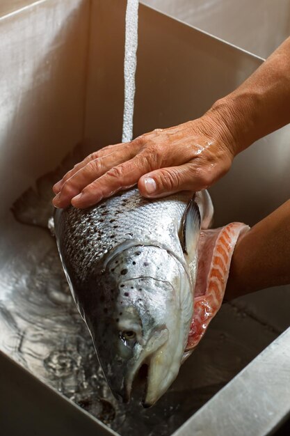 Premium Photo Hands Washing Big Fish Raw Fish Under Water Flow Chef Needs The Salmon Time To Cook Dinner