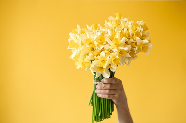   male hands with a bouquet of yellow daffodils.