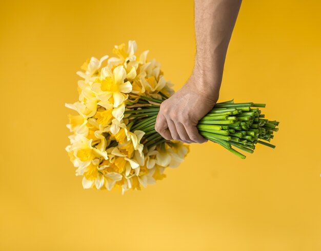   male hands with a bouquet of yellow daffodils. 