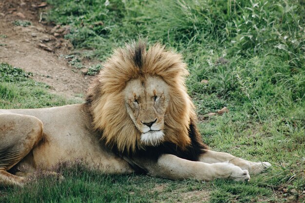 A male lion lying on the grass with his eyes closed